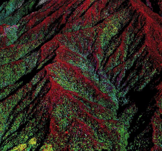 Leaf Nutrient Concentrations for Mt. Kinabalu, Malaysian Borneo