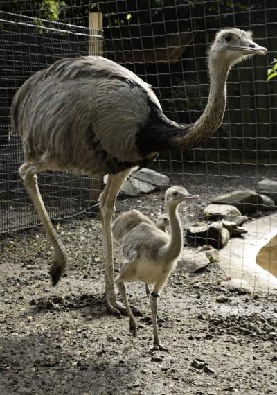 National Zoo Male Rhea With 1 Chick