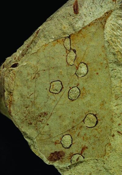 Insect Damage Holes in Fossil Leaf