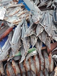 Sturgeons at a fish market in Eastern Europe