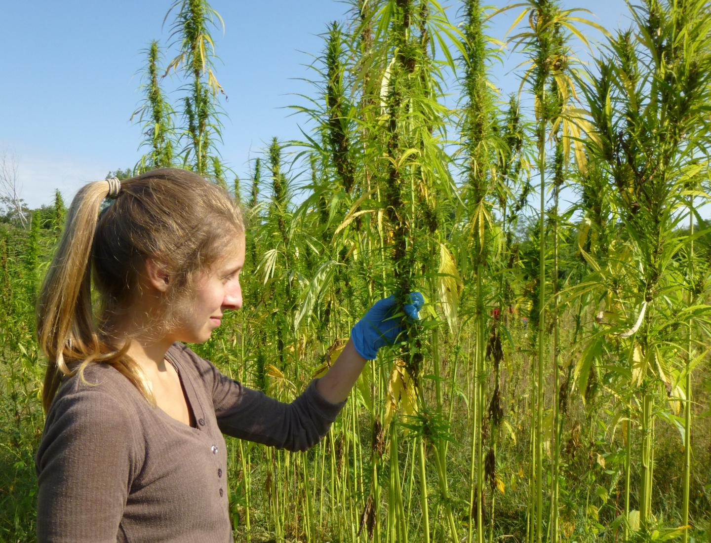 Researcher in Industrial Hemp Field