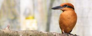 A sihek perches on a branch