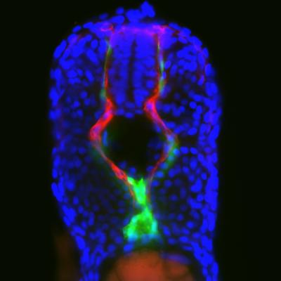 Clements Cell Reports Image