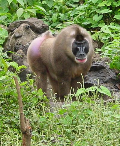 Drill (<I>Mandrillus leucophaeus</I>)