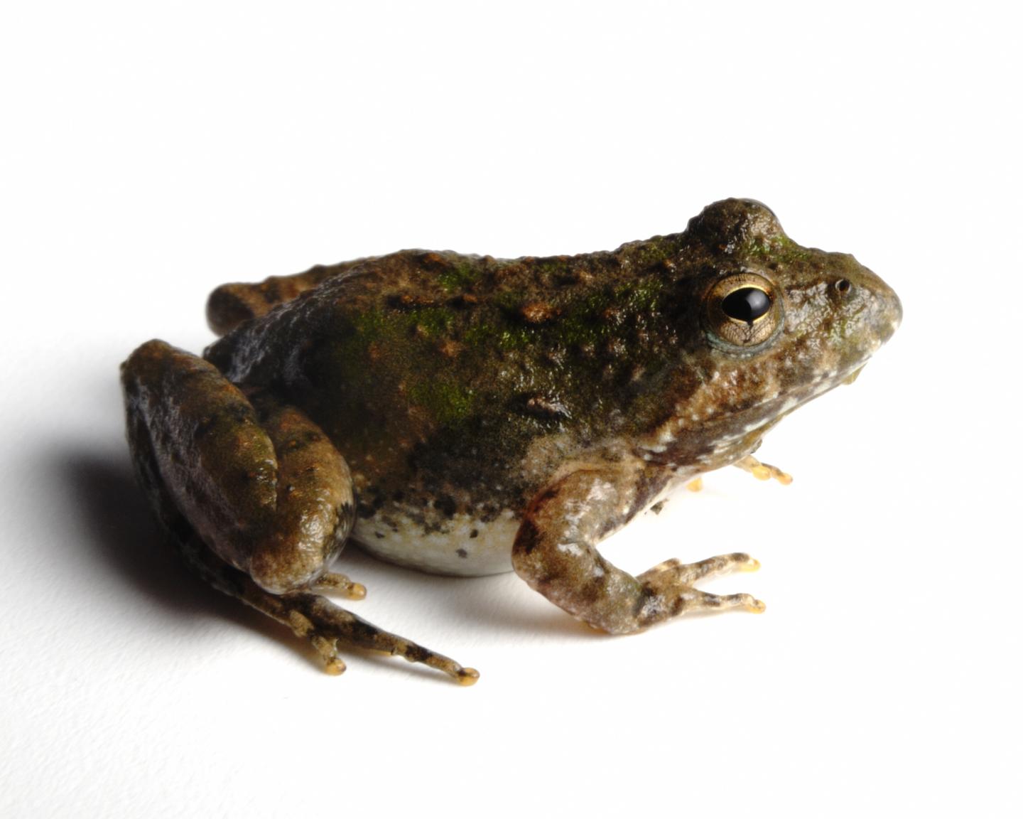 Cricket Frog