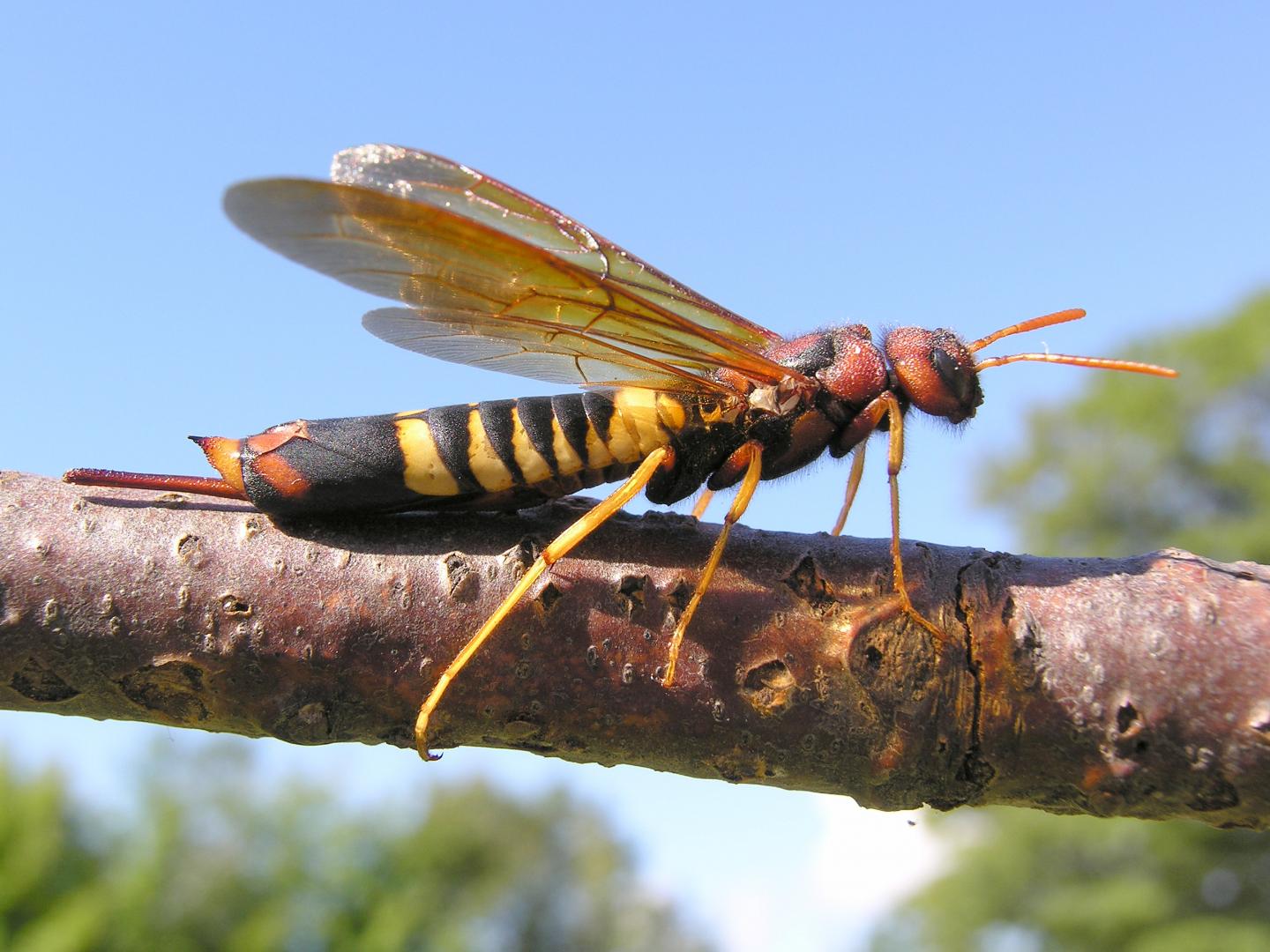 Pigeon tremex (Tremex columba)