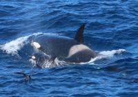 Killer whales, Bremer Bay
