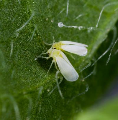 Whiteflies on a Plant Leaf