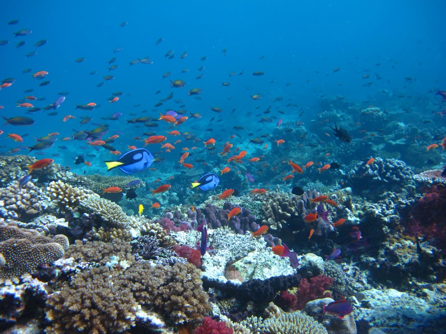 Reef Fish on the Great Barrier Reef