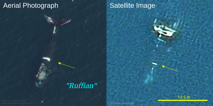 New satellite imagery first to identify endangered Gulf of St. Lawrence North Atlantic right whale from space