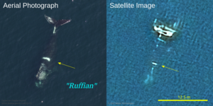 Une nouvelle technologie d’imagerie satellitaire pour identifier des baleines noires de l’Atlantique Nord dans le golfe du Saint-Laurent