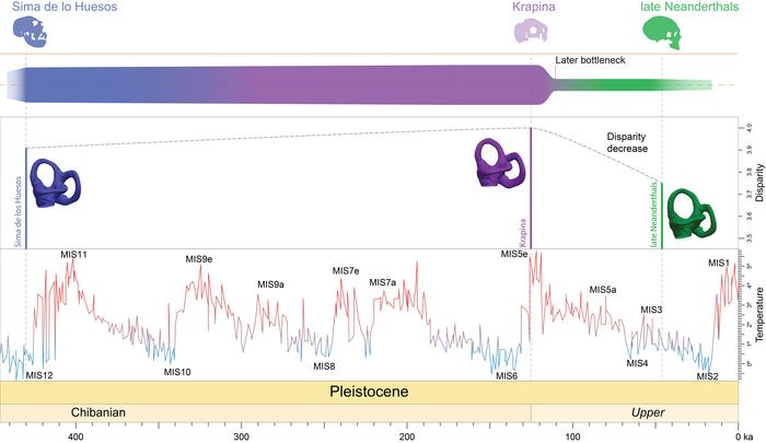 Representation of the changes in morphological diversity along the evolutionary history of the Neanderthal clade