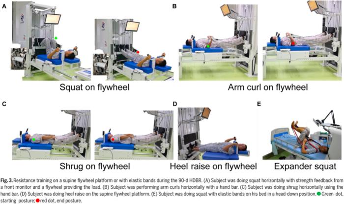 Fig. 3. Resistance training on a supine flywheel platform or with elastic bands during the 90-d HDBR. (A) Subject was doing squat horizontally with strength feedback from a front monitor and a flywheel providing the load. (B) Subject was performing arm cu