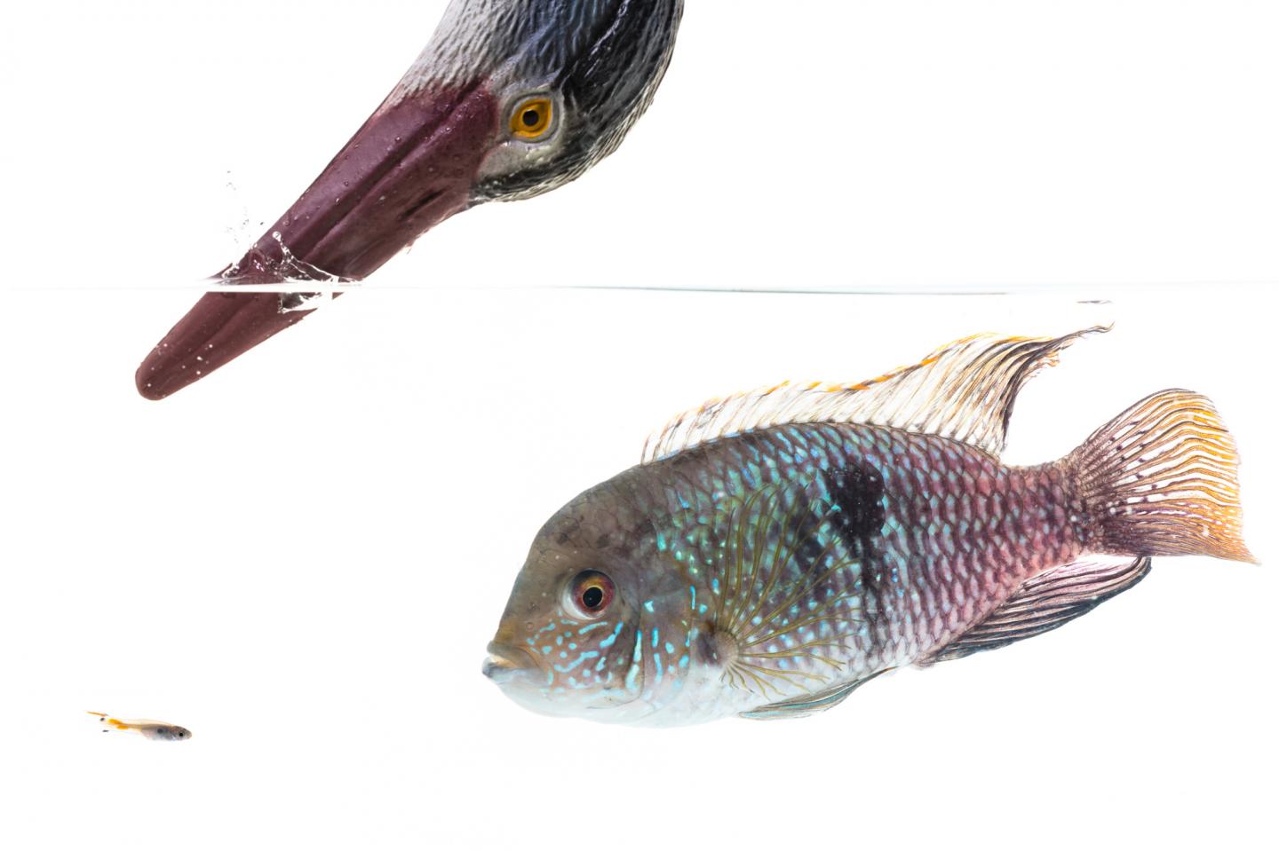 A Mock-Up Image Showing a Trinidadian Guppy, a Blue Acara Cichlid and a Model of a Heron
