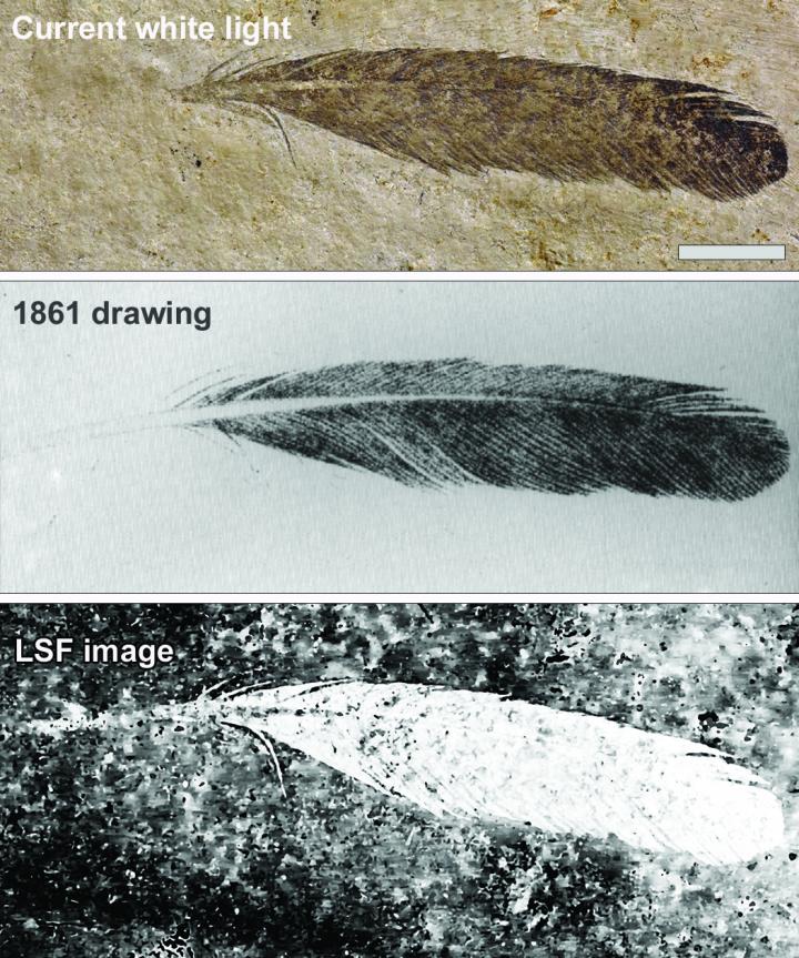 First discovered fossil feather did not belon | EurekAlert!