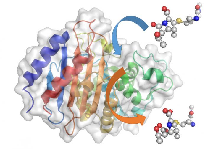 Enzymes Breaking Down Antibiotics