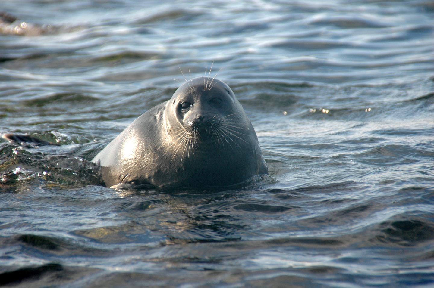 A Baikal seal in Lake Baikal