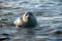 A Baikal seal in Lake Baikal