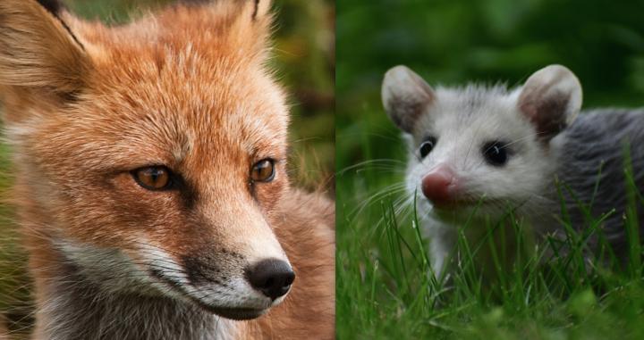Fox and Opossum