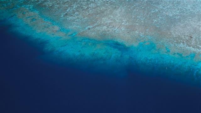 Scientists Find Corals in Deeper Waters Under Stress Too