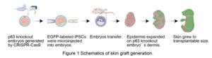 Figure 1 Schematics of skin graft generation