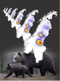 Bear Population Density
