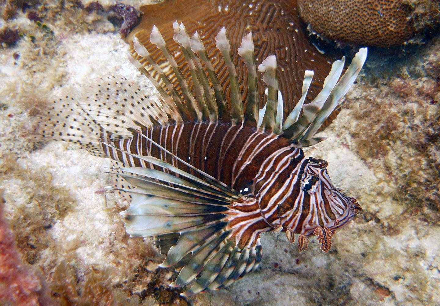 Lionfish
