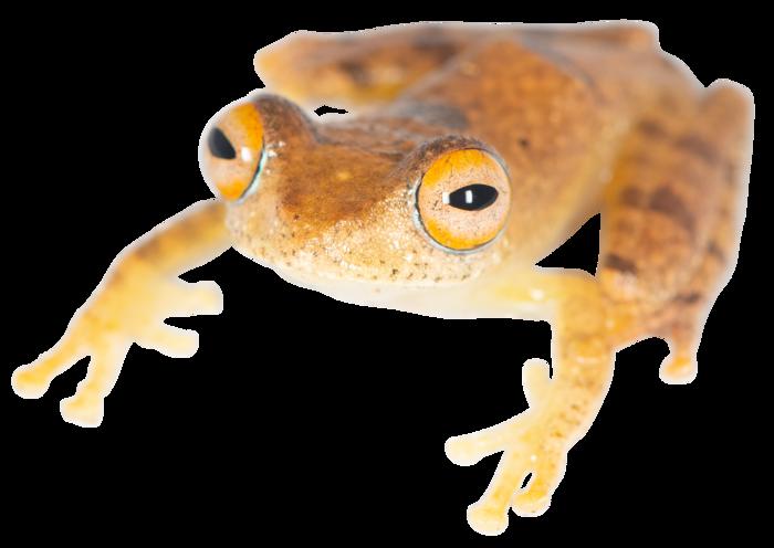 Boophis species to be named after Captain Pike