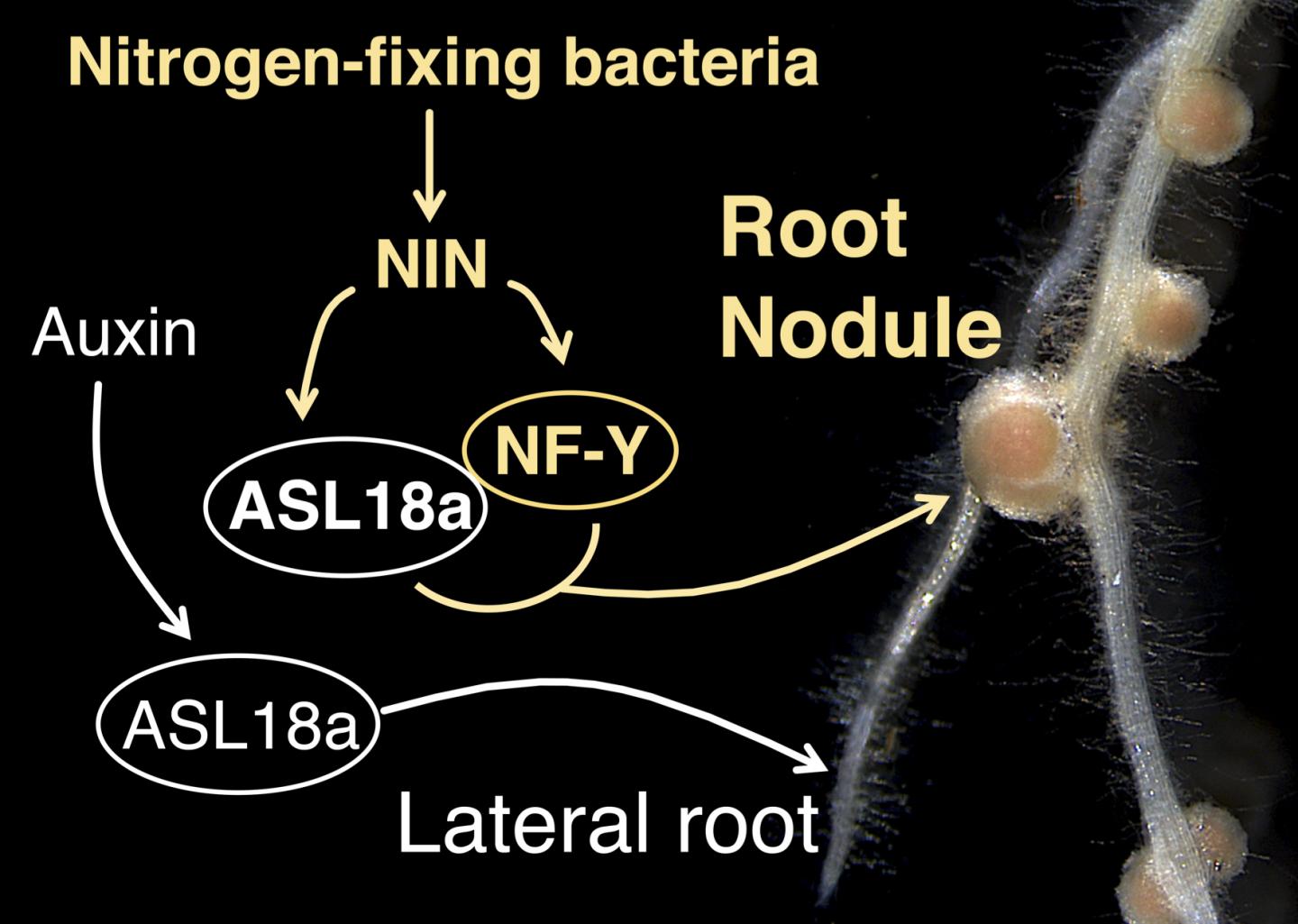 A Lateral Root and Root Nodules of Lotus Japonicus