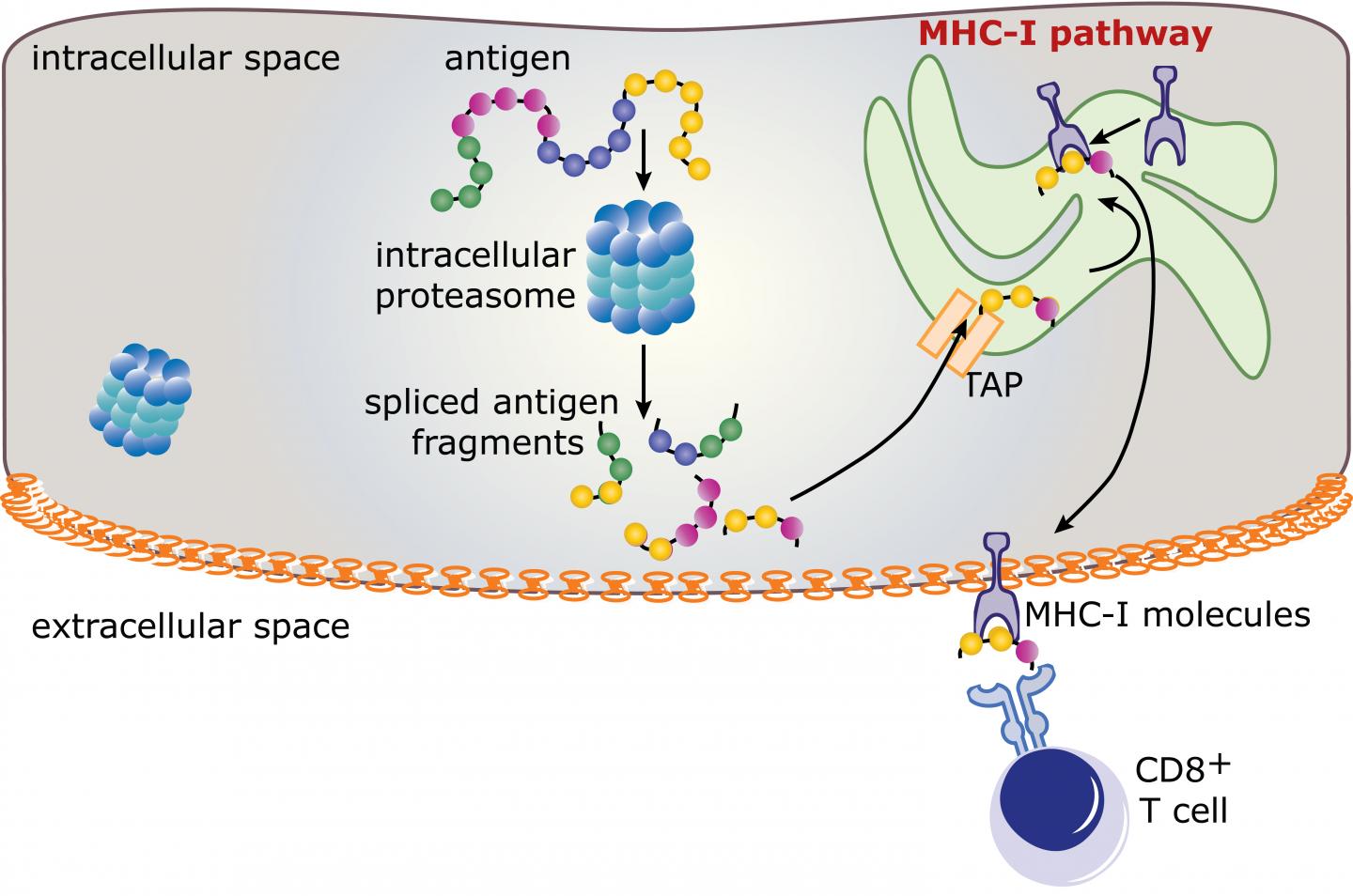 Spliced Epitopes During the Immune Response