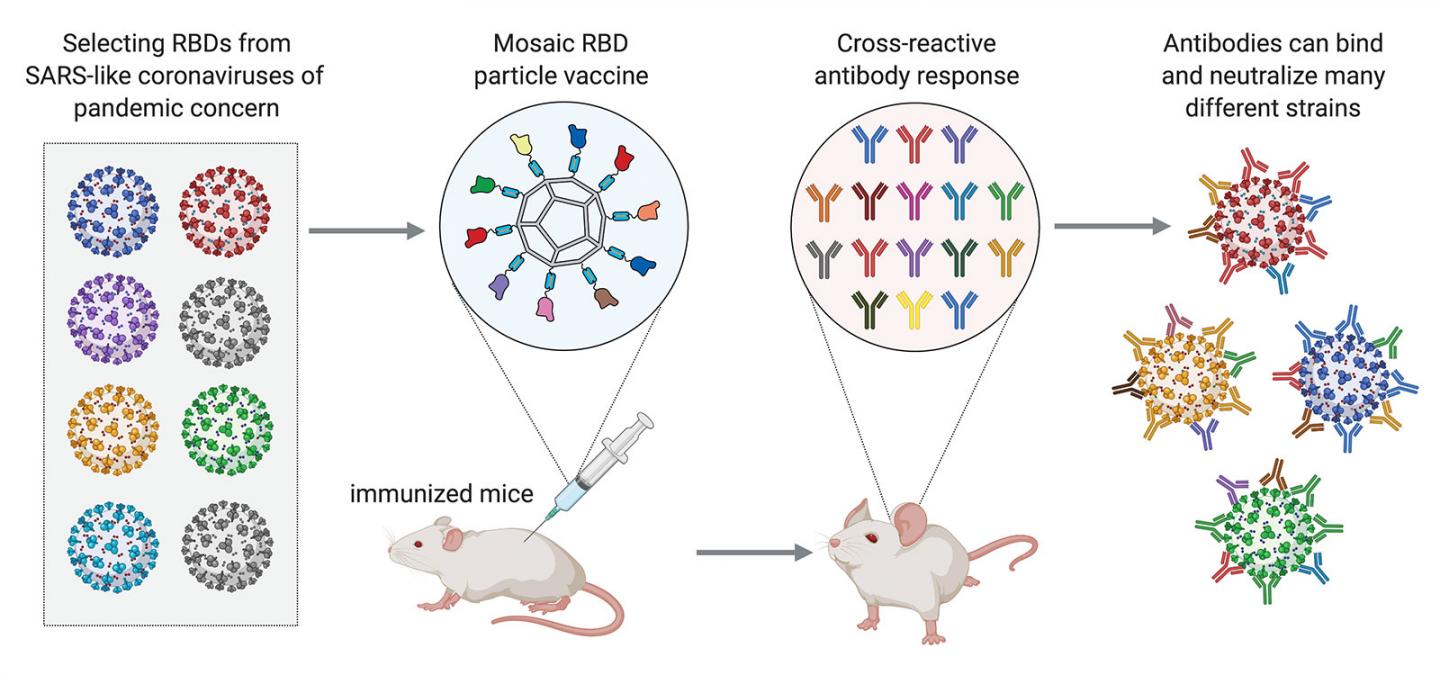 Vaccine induces a cross-reactive antibody response to multiple coronaviruses