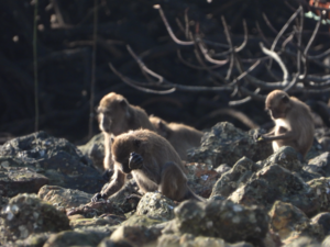 Long-tailed macaque