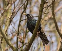 Image of Common Starling