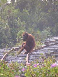 Orangutan on Tracks