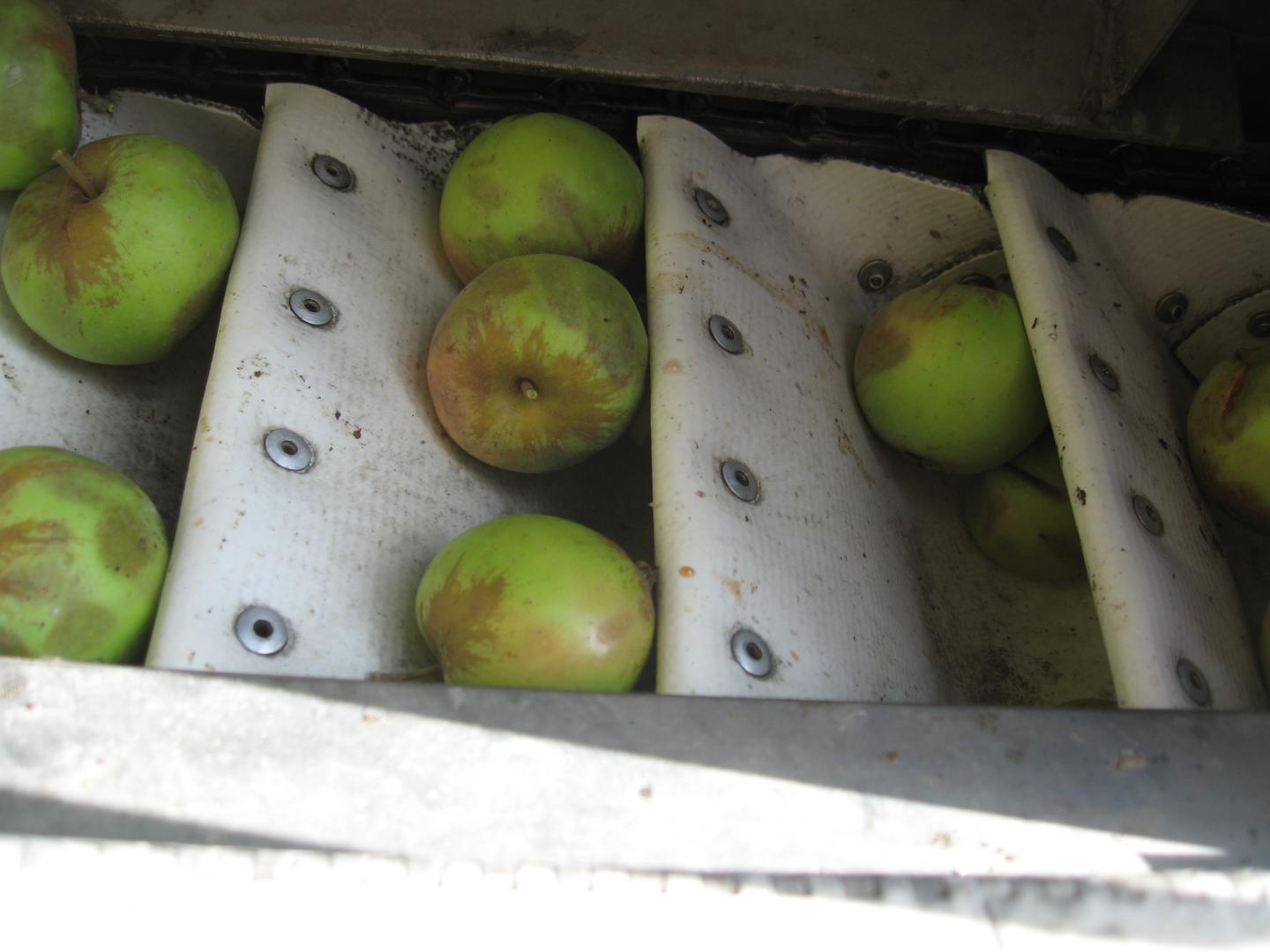 Cider Apples Showing Bruising