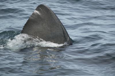 Basking Shark (3 of 3)