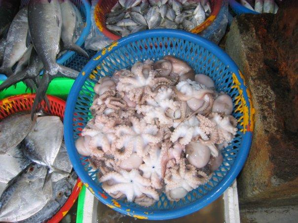 Popular Seafood Species in Sharp Decline around the World