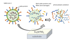 Figure 3. The proposed antiviral mechanism of the photocatalyst coating