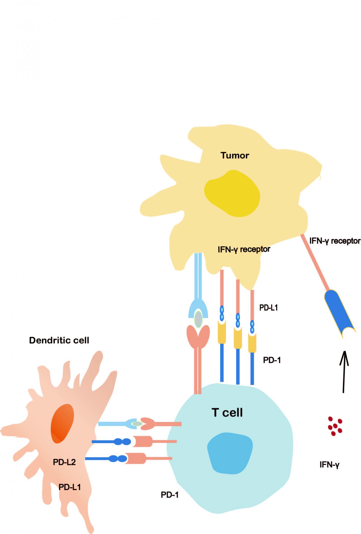 PD-1/PD-L1 inhibitors treatment in lung cance | EurekAlert!