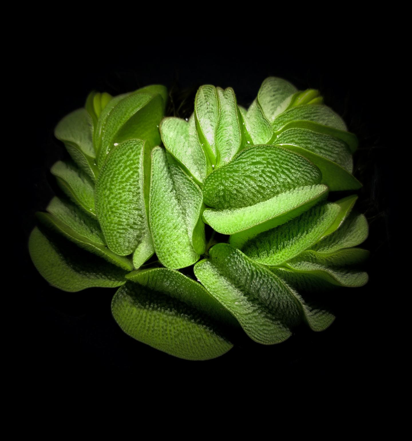 Salvinia molesta, an invasive floating aquatic fern with strong environmental adaptability.