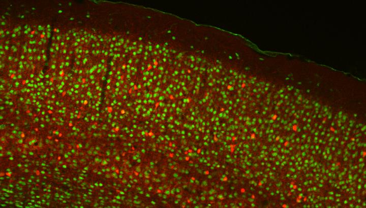 Cell Types in a Mouse Cortex