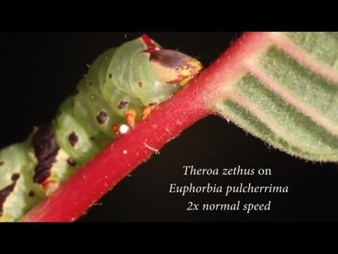 Caterpillars Turn Anti-Predator Defense Against Sticky Toxic Plants