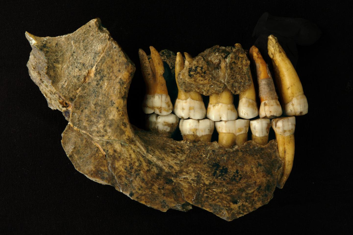 Maxilla and mandible assemblage of a late Neanderthal from Spy Cave, Belgium.