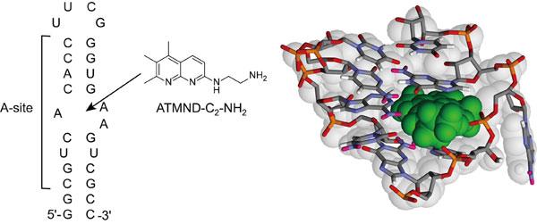 The tightest non-aminoglycoside ligand for the bacterial ribosomal RNA A-site