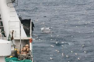 Sperm and northern bottlenose whale interactions with deep-water trawlers in the western North Atlantic