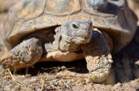Female Mojave Desert Tortoise