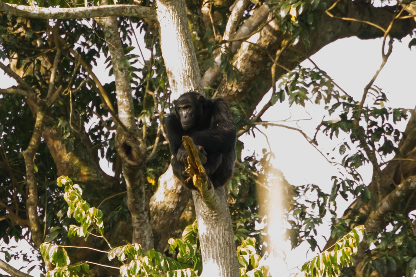 Male Chimpanzee Looks toward a Farm from Forest Edge