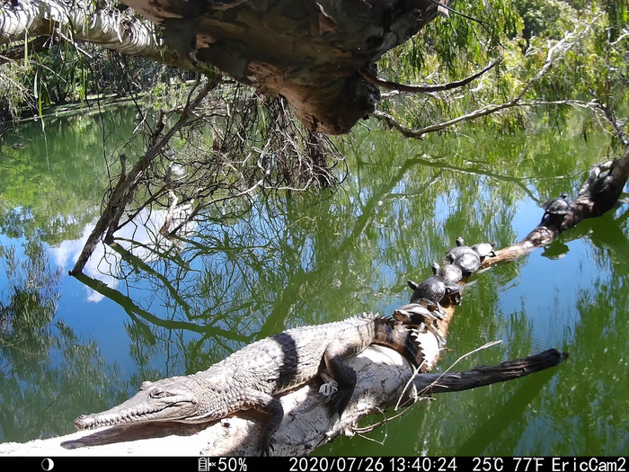 Freshwater crocodile and turtles basking in Townsville Queensland
