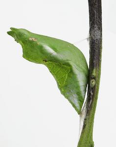 How do butterflies stick to branches during metamorphosis?