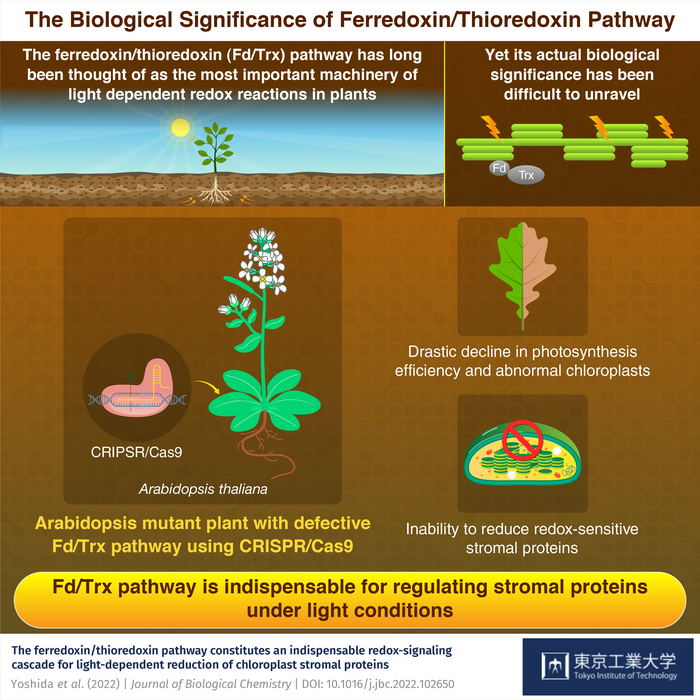 The Biological Significance of Ferredoxin/Thioredoxin Pathway